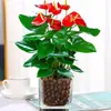 Planta de Anturio Rojo en Maceta, Flor de la Buena Suerte, Fácil de Cultivar en Interiores, Anturio Rosa Grande, Anturio Blanco, Planta en Maceta de Buen Augurio, Planta Verde Hidropónica