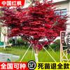Árbol joven de arce rojo japonés en maceta, ideal para patio, casa, planta verde durante todo el año, forma de bonsái de pila vieja, bailarín rojo