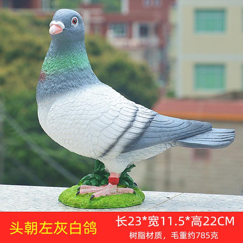 头朝左灰白鸽