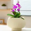 Maceta de Cerámica Simple para Uso Doméstico con Plato, Venta al por Mayor Transfronteriza Temu, Específicamente para Orquídeas Phalaenopsis y Plantas Suculentas