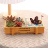 Plantas Suculentas para Interior Pacote Combinado de Plantas em Vasos Pequenos Material para Micro Paisagismo DIY Pacote para Atividades Manuais de Clube Festival Forma T
