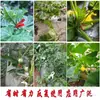 Clipes de Pendurar Plantas para Estufa, Clipes de Amarração para Videiras de Estufa de Vegetais, Clipes de Pendurar Videiras de Jardim, Clipes de Suporte para Videiras, Clipes de Fixação