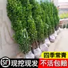 Venta minorista en línea de plantones de acebo, Boj de Hokkaido de hoja grande, Acebo francés, Resistente al frío y a las heladas, Se puede plantar en el jardín