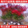 Dropshipping Nandina Plantones en Macetas Flame Nandina Bonsái de Interior de Pila Vieja Follaje de Patio Flores y Plantas Verdes