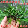 Plantas Hidropónicas de Bonsái de Raíz de Cúlamo y Hierba de Cúlamo para Tanques de Tortugas, Acuarios, Micro-Paisajes de Interior y Exterior, y Vegetación de Jardín