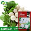 Semillas de Rábano Shanghai Yanghua Huerto de Verduras de Tierra de Cultivo Se Pueden Sembrar en Maceta Crujiente y Tierno Maduración Temprana Rábano Cereza Blanco Redondo Pequeño Semillas de Verduras