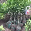 Red Jade Laranja Sanguínea Mudas para Pátios do Norte e do Sul Vasos e Plantio no Solo Árvores Frutíferas Laranja Doce de Polpa Vermelha Enxertadas