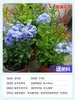 Semillas de Enredadera Copo de Nieve Azul para Patio, Plantas en Maceta de Floración Multitemporada, Forma Extra Grande de Piruleta, Resistentes al Calor y la Sequía, Plantas Verdes Trepadoras para Balcón