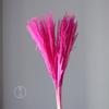 Polvo Flor Seca Floración Hierba de las Pampas Caña Flor Seca Amazon Caliente Boda Flor Fábrica Venta al Mayoreo
