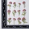 Bola de Nieve Fragante con Ramas de Color Genuino Funda para Teléfono Móvil en Relieve Pintura en Relieve Espécimen de Planta Marcador de Flores Secas Decoración Facial