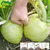 Semillas de Mostaza Peladas, Campos de Verduras de Granja, Verduras Variadas, Semillas de Mostaza Crujientes y Picantes, Carnosas, Finas y Menos Fibrosas