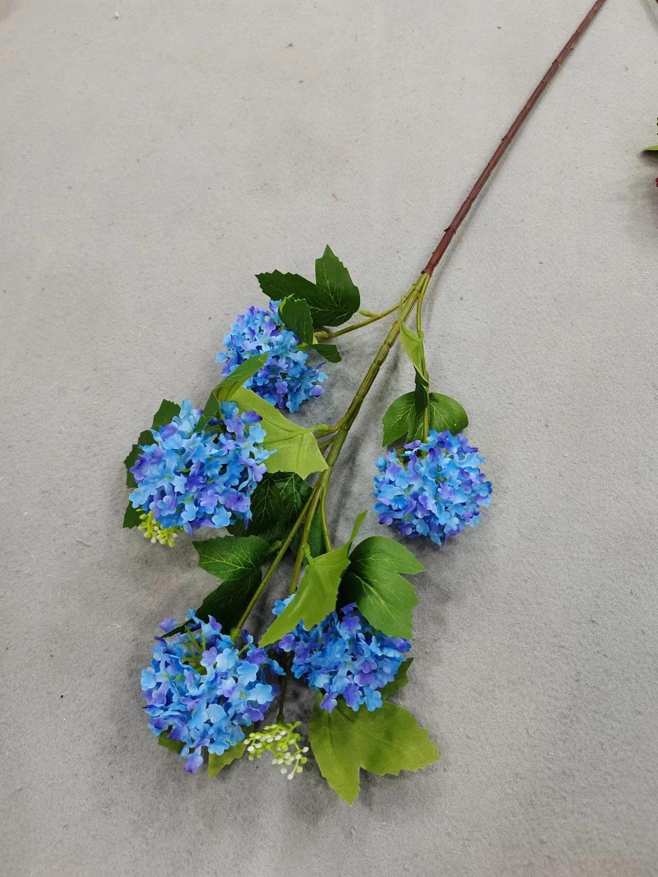 5头小绣球深蓝色