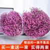 Yunnan Kunming Dounan Céu Estrelado flores secas naturais pesando Jin vendendo buquê grande de sala de estar fresca para decoração de casa frete grátis