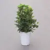 Planta de Vaso Grande para Interior, Planta que Atrai Fortuna, Madeira Pata de Pato, Árvore da Fortuna, Árvore da Felicidade, Árvore da Paz