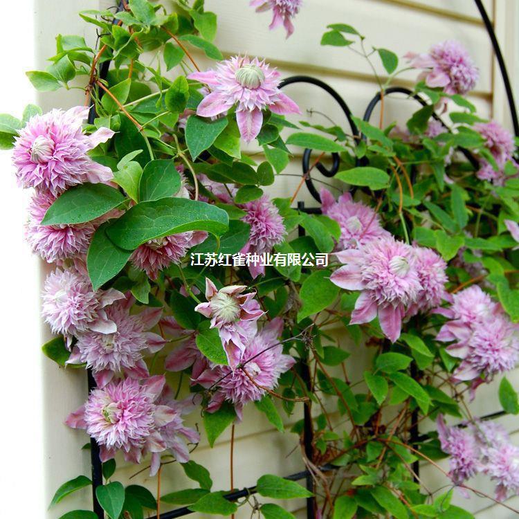 O1CN01DNTZ961DNw5Vq7Kus_!!2215