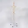 Modelo de Esqueleto Humano Completo para Adultos de 176cm com Nervos Espinhais e Artérias Carótidas, Fabricante Personalizado de Modelo de Ensino Clínico