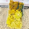 Kit de Materiales de Flores Secas DIY de Flor Eterna Hecha a Mano, Superventas Transfronterizo, Marco de Fotos, Abanico, Caja de Flores, Planta con Nervadura de Hoja, Materiales de Flores Secas