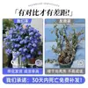 Planta Verde em Vaso em Formato de Pirulito Floco de Neve Azul Floresce o Ano Todo, Fácil de Cuidar, Mudas Grandes com Botões de Flores, Flores Resistentes ao Calor para Varanda e Jardim