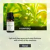 Série Floral Óleo Essencial de Aromaterapia Solúvel em Água 10ml Difusor Umidificador Adequado Óleo Essencial de Aromaterapia Indoor Sem Fogo