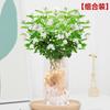 Jasmim Plantas Hidropônicas e Flores em Vaso Plantas Verdes de Mesa para Escritório Plantas de Vaso para Interior Fáceis de Alimentar Jiumu Flores Perfumadas