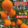 Plántulas Auténticas de Mandarina de Primavera de Sichuan, Plántulas de Árbol Cítrico Mandarina Naranja Fea para Plantar en el Patio, Produce Fruta en Todas las Estaciones