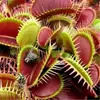 Planta-armadilha, Nepenthes, Planta Carnívora, Planta Repelente de Mosquitos, Planta Armadilha de Mosquitos, Planta Super Grande Capturadora de Insetos, Planta Divertida em Vaso