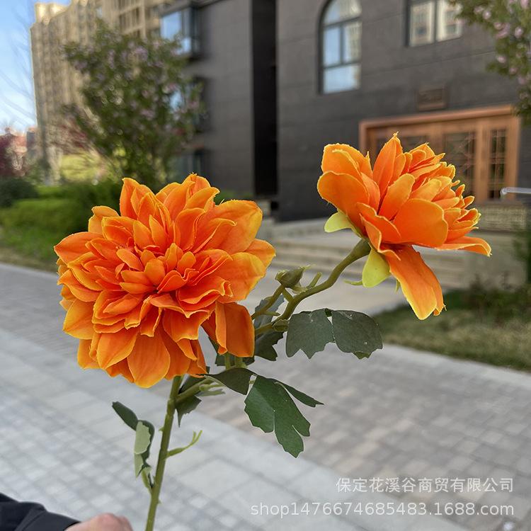 2头单支大丽花-exwpx-桔色.JPG