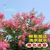 Plántulas de Azufaifo para Patio, Plantas en Maceta Cohete Rojo Americano, Flores para Patio de Villa, Plantas Verdes, Flores de Azufaifo en Maceta para Cuatro Estaciones