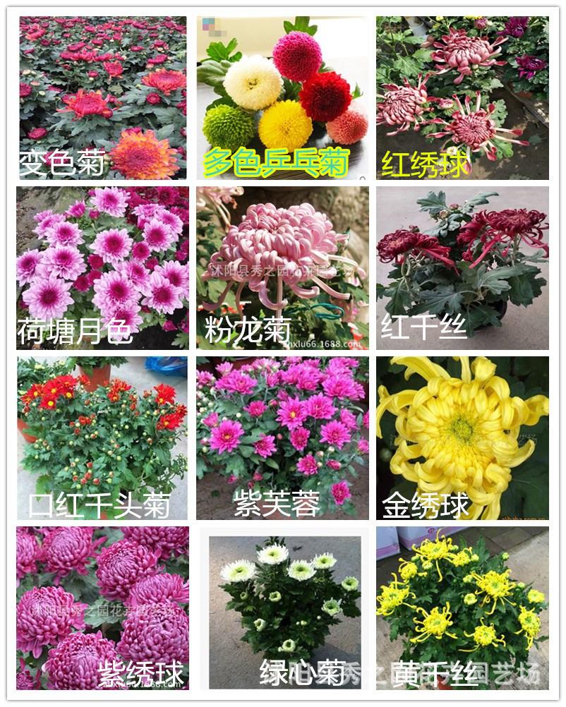 菊花副本