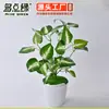 Planta Artificial Planta Verde Planta em Vaso Folha Artificial Decorativa Planta de Sete Pontas Folhagem Rica Material de Parede de Plantas Flor Artificial Cola para Folhas Sensação de Folha