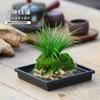 Bonsái de Calamo, Piedra Absorbente, Planta Verde, Planta en Maceta de Helecho Cola de Lobo, Planta Fácil de Cultivar para Personas Perezosas, Hidroponía de Espejo Resistente a la Oreja de Tigre