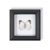 Marco de Fotos de Espécimen de Mariposa Pintura Decorativa de Madera Adorno Retro Europeo Soporte de Exhibición Muebles DIY Regalo de Cumpleaños Regalo