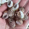 Artesanías de Caracolas Naturales Vendidas por Libra para Acuarios, Fotografía, Educación de Estudiantes y Niños, Minería y Uso Marino