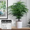 Plantas de Aspargo em Vasos para Interior Grande Bonsai Absorve Formaldeído o Ano Todo Plantas Verdes Perenes Florais Fácil de Cultivar e Manter