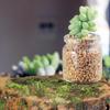 Mini tubo de ensaio pequeno vaso suculenta garrafa de vidro micro paisagem garrafa ecológica musgo recipiente hidropônico decorativo garrafa polegar