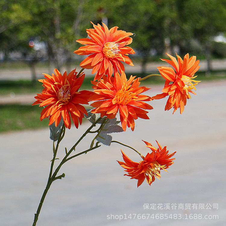 5头秋色小支大丽花-桔色_副本.jpg