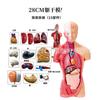 Modelo de anatomia do tronco humano 85cm28cm órgão removível modelo de ensino médico coração vísceras modelo brinquedo