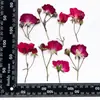Rosa Flor Real Flor en Relieve Flor de Enseñanza Especimen Vegetal Material Material Pegamento Flor Seca Funda para Teléfono Móvil Bricolaje