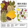 Espécimes de Plantas com Folhas Reais de Outono, Adesivos Artesanais, Flores Secas, Flores Prensadas, Pinturas Decorativas de Folhas DIY, Marcadores de Página de Plantas
