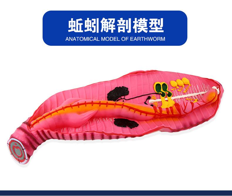 33104蚯蚓解剖模型_02.jpg