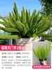 Planta Resistente al Invierno Combinación de Macizos de Flores Plantas en Maceta, Resistente al Frío y Fácil de Mantener, Flores para Paisajismo de Balcones y Jardines, Plantas Verdes Perennes para Todas las Estaciones