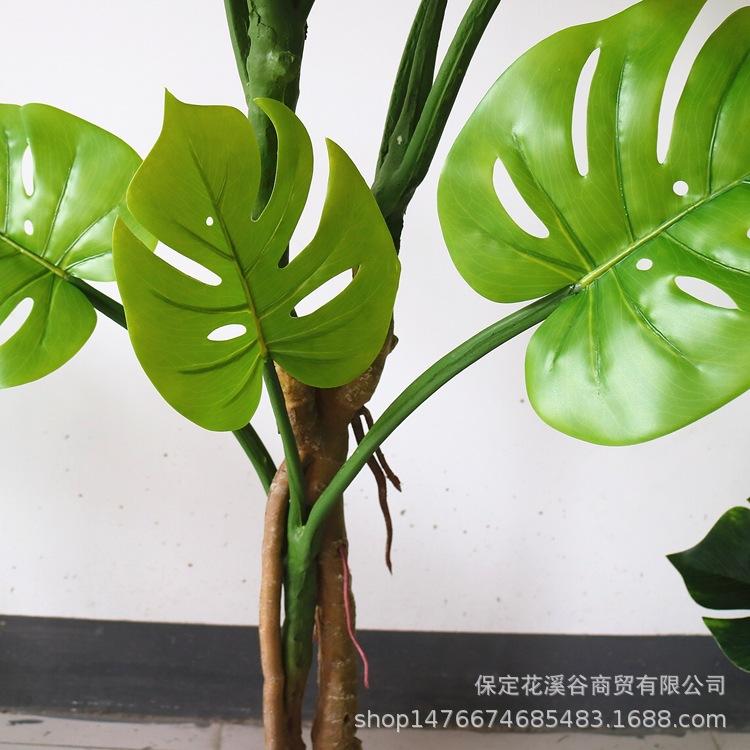 龟背叶 细节1_副本.jpg