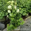 Hortensia Europea de Madera Rosa Flor de Hortensia Europea de Madera Semillero Bola de Nieve Plantas de Maceta para Jardín Resistentes al Frío y al Sol