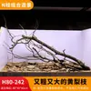 Árbol para paisajismo de acuario sudamericano, ramas secas, ramas de peral amarillo, decoración de sustrato, pecera pequeña, ramas naturales, decoración de paisajismo y paisajismo.