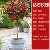 Rosa de Touceira [Floresce em Todas as Estações] Rosa de Touceira Flores em Forma de Galho Mudas de Flores Grandes Rosas de Vaso Não Podem Ser Cultivadas no Quintal