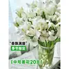 Flores Que Florescem por Muito Tempo e São Fáceis de Cultivar, Lírios, Sino dos Ventos, Flores de Corte Frescas, Plantas Hidropônicas de Cabelo Reto de Yunnan, Rosas, Arranjos de Flores de Interior