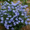 Sementes de Centáurea Perene no Atacado de Várias Regiões, Sementes de Dianthus Multicolores, Flores Medicinais, Flores de Trigo Gigantes, Sementes para Jardinagem