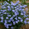 180 Variedades de Sementes de Flores Não Repetitivas, Fáceis de Cultivar em Todas as Estações, Podem Afastar Mosquitos, Adequadas para Varandas Internas e Externas, Distribuição Transfronteiriça