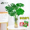 Planta Hidropónica Monstera Maceta Tronco Viejo Monstera de Hojas Grandes Flor de Oficina Casa Nueva Planta Verde Absorbente de Formaldehído