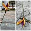 Nochevieja Ave del Paraíso Fábrica Sensación Pájaro del Paraíso Pequeño Naranja Amarillo Boda Hogar Suave Flores Falsas Venta al por Mayor